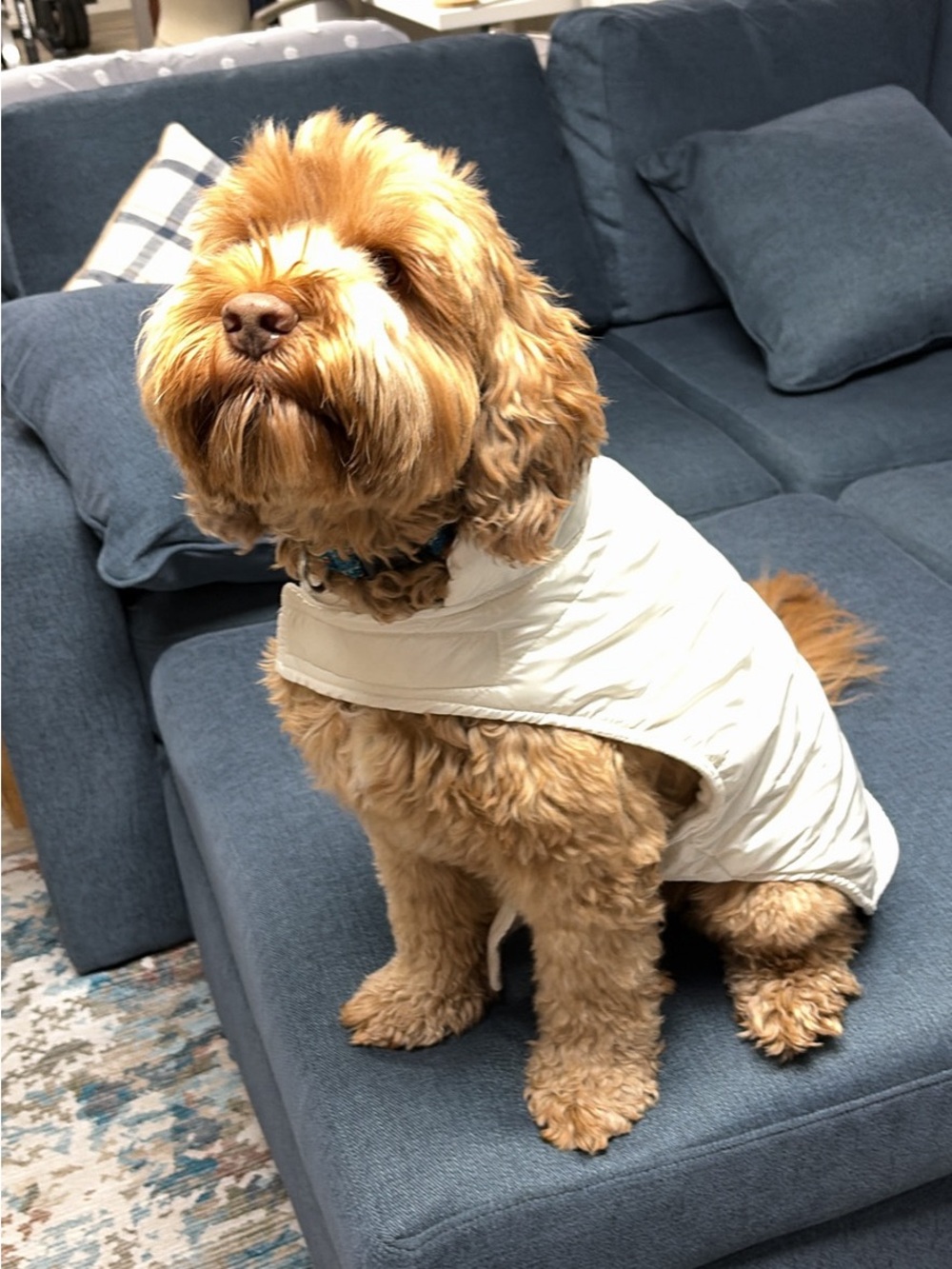 Cozy White Quilted Dog Vest - Insulated Jacket for Small Breeds